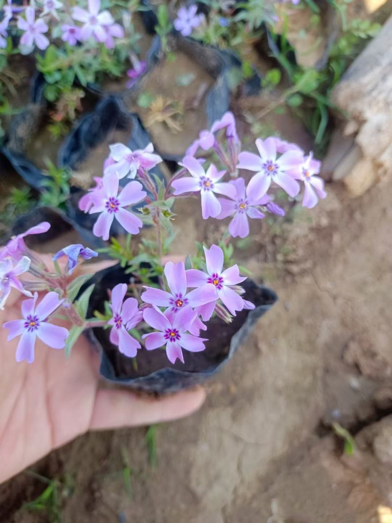 福禄考