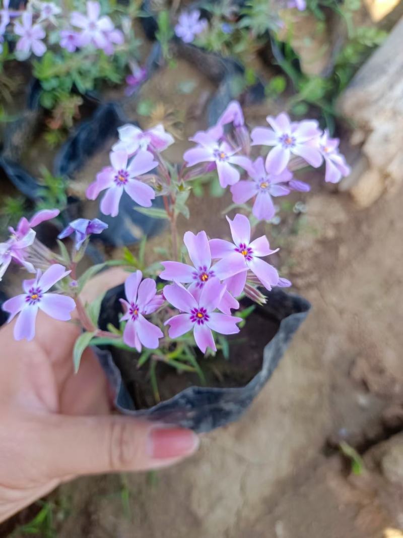 福禄考