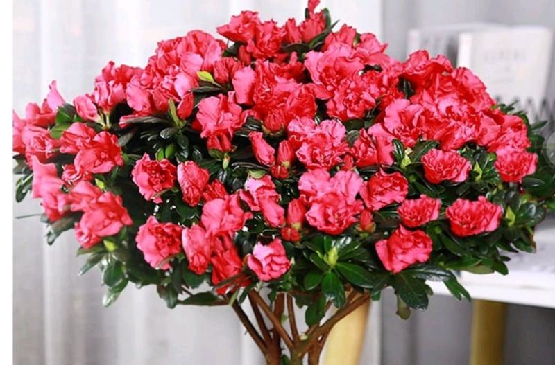 【带花苞发货】杜鹃花盆栽四季开花绿植室内外花卉客厅阳台盆