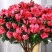 【带花苞发货】杜鹃花盆栽四季开花绿植室内外花卉客厅阳台盆