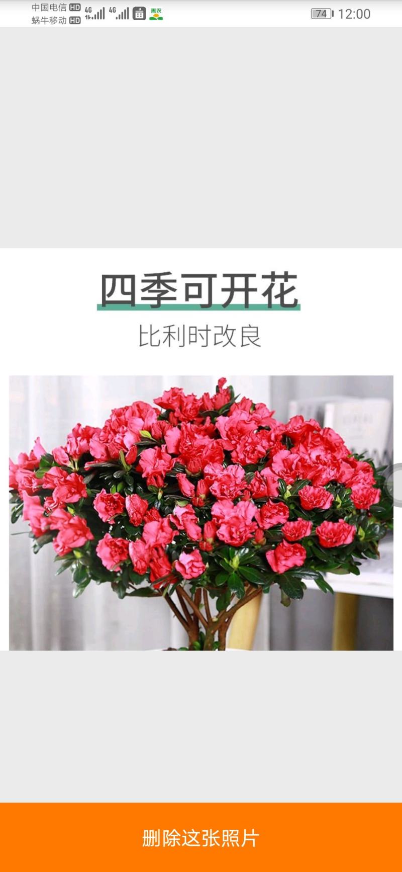【带花苞发货】杜鹃花盆栽四季开花绿植室内外花卉客厅阳台盆