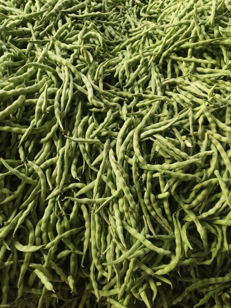 🔥肉豆大量上市现摘现卖新鲜一步到位欢迎咨询