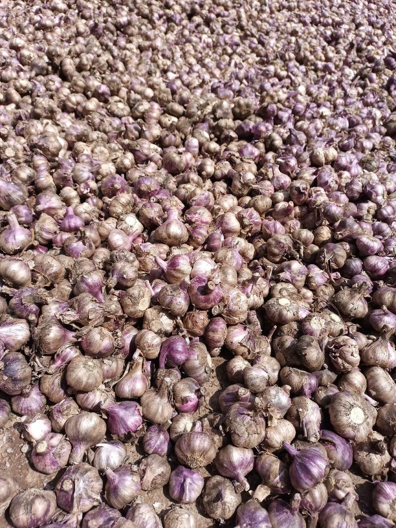 紫皮蒜推荐2026年云南大理弥渡紫皮大蒜产地直发代发全国