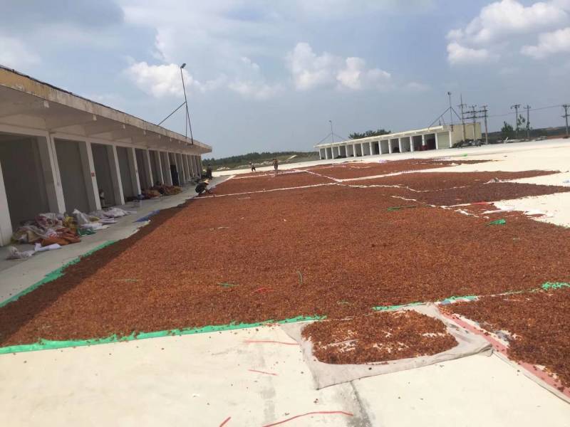 桃胶机磨水洗金黄-黄红大中小圆珠大量现货批发