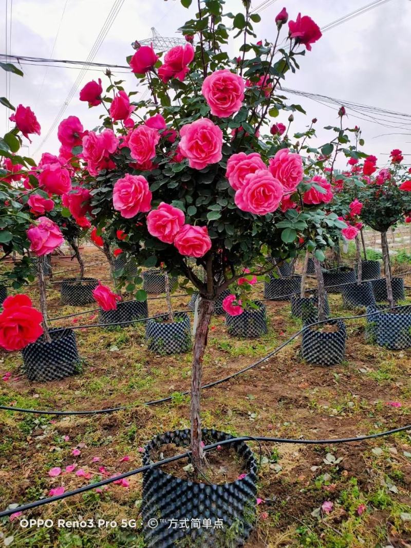 精品月季花基地直供欢迎大家实地考察自由苗圃