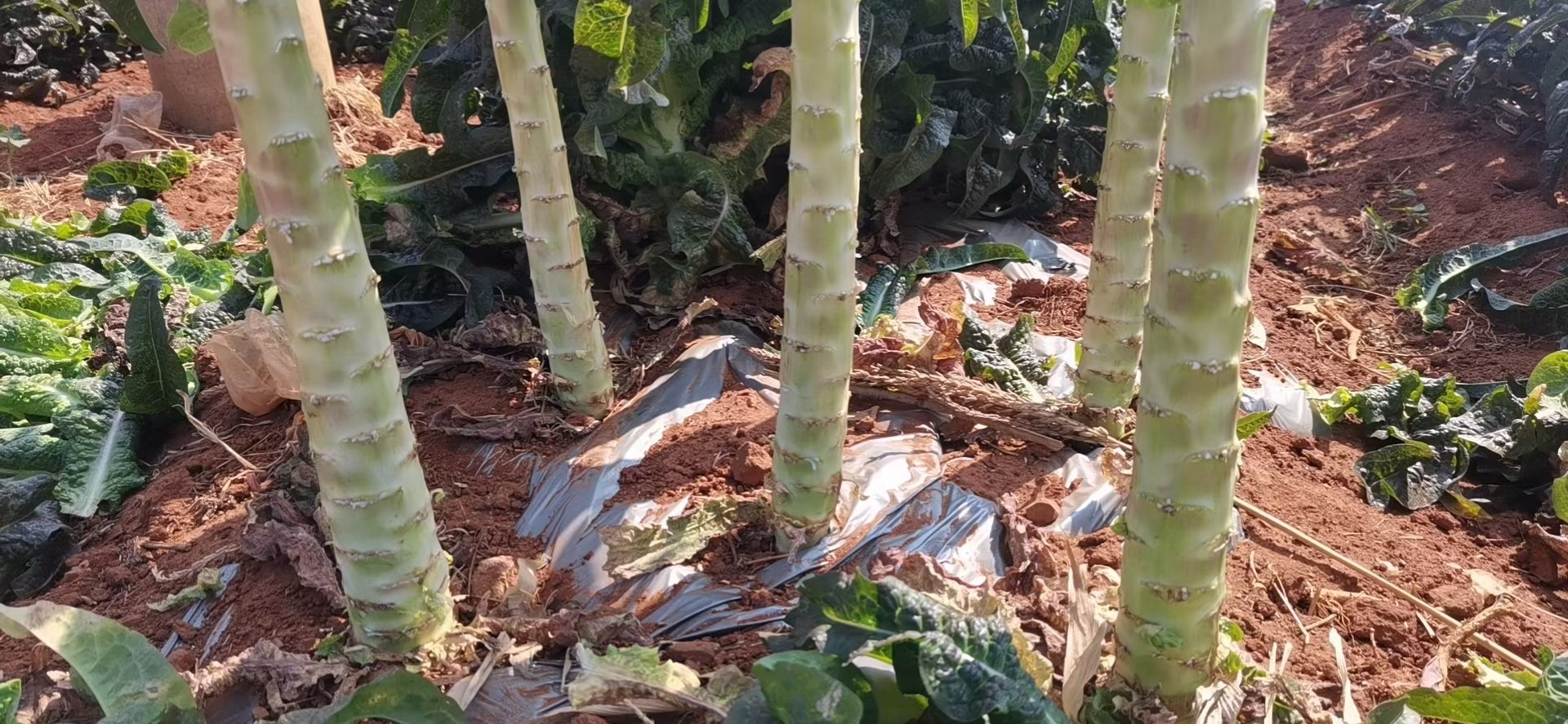 紫叶香莴笋整体植株展示