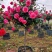 精品月季花基地直供欢迎大家实地考察自由苗圃
