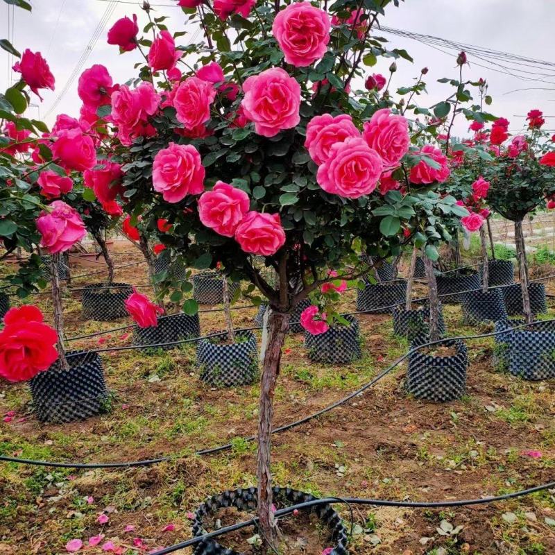 精品月季花基地直供欢迎大家实地考察自由苗圃