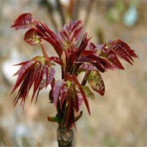 【精选】香椿苗。红油6号香椿苗红芽香椿苗香椿苗价格