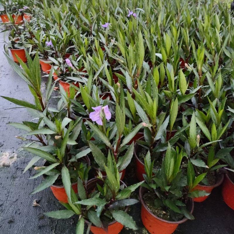 翠芦莉一年四季开紫花，上海基地直销各种规格