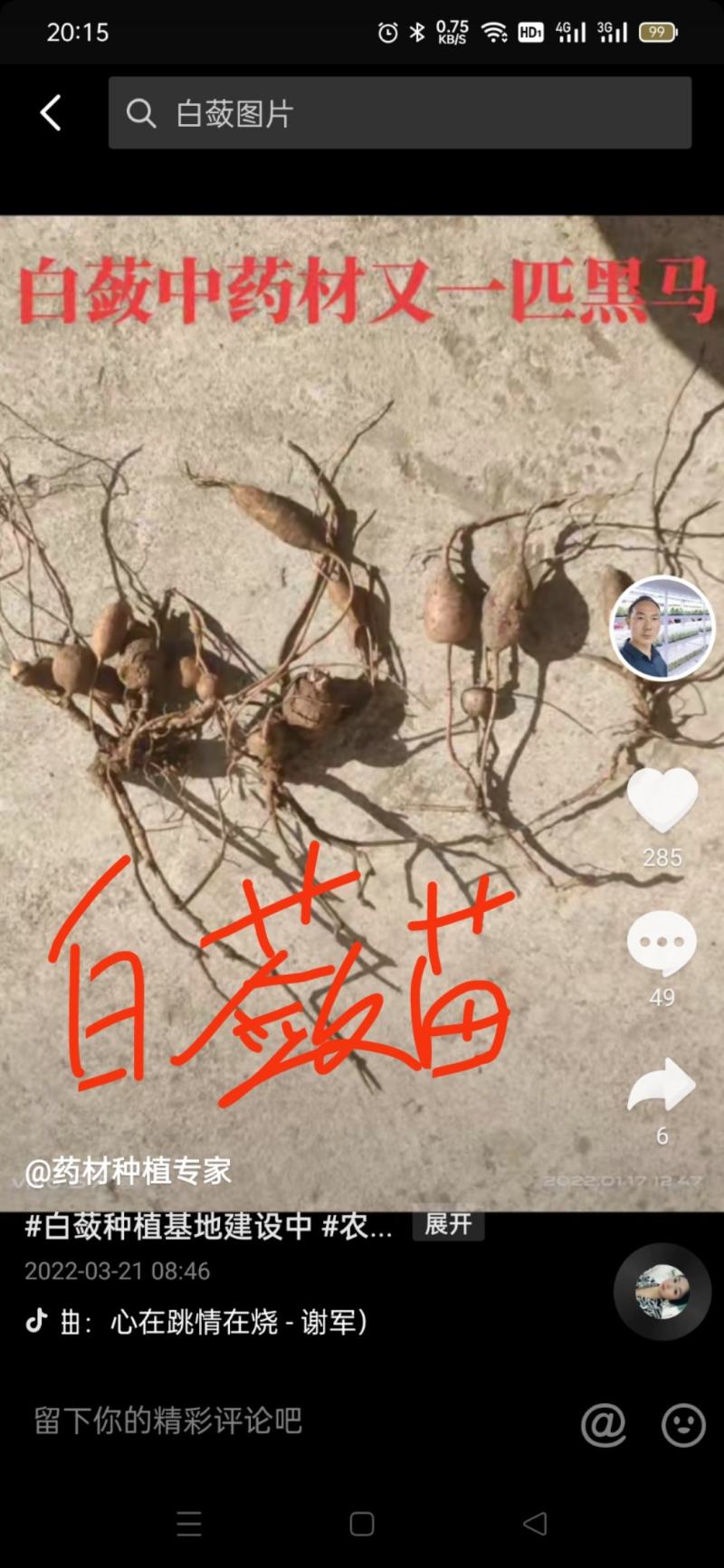 湖北纯白心#白蔹苗
