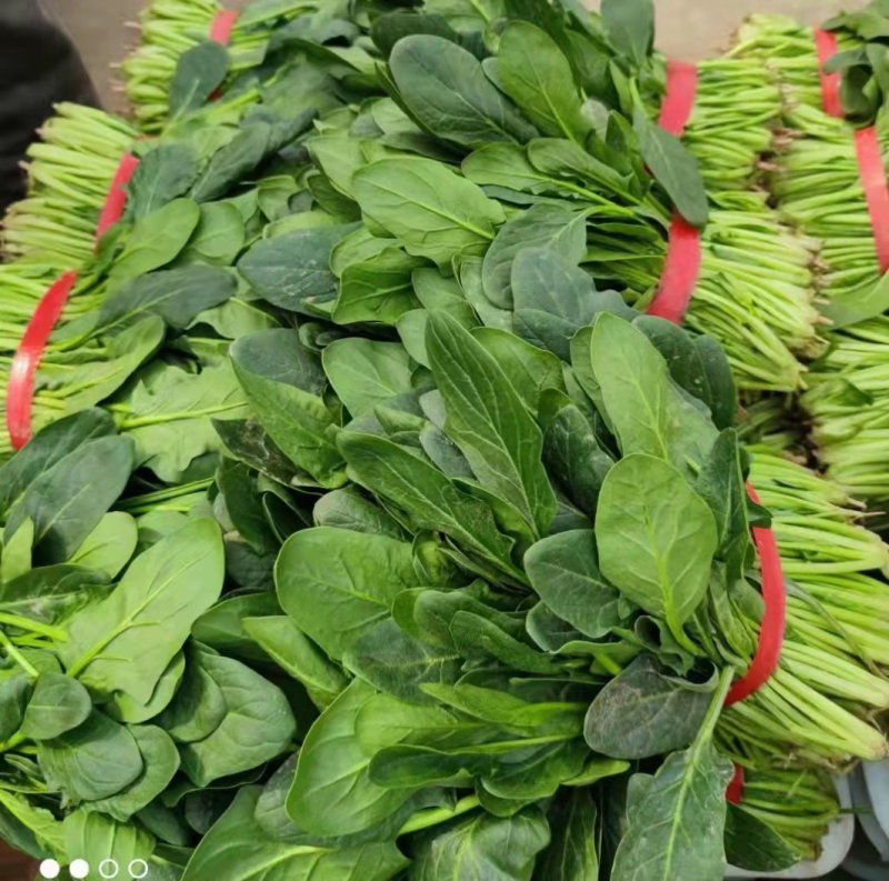 大叶小叶全部菠菜各种蔬菜价格便宜欢迎各位老板来