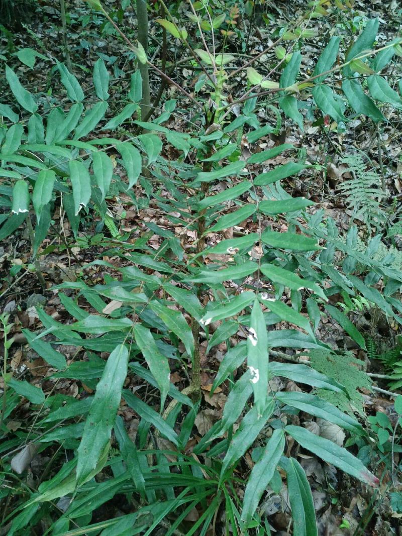 贵州野生十大功劳