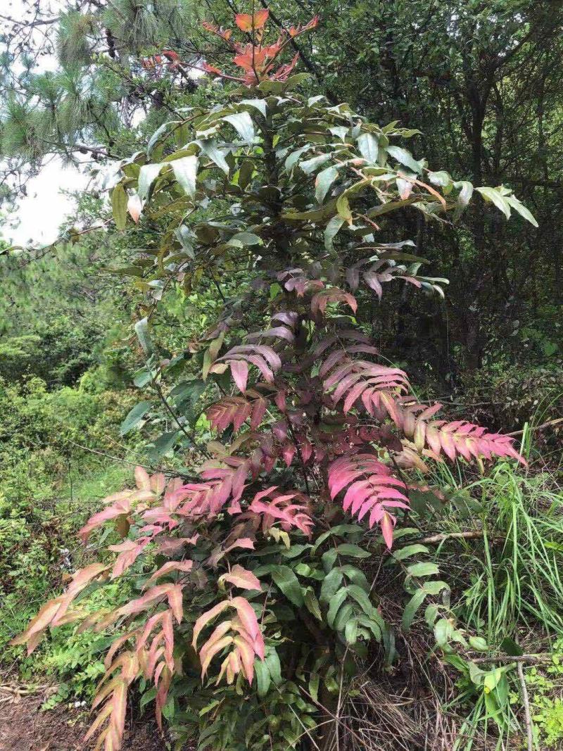 贵州野生十大功劳