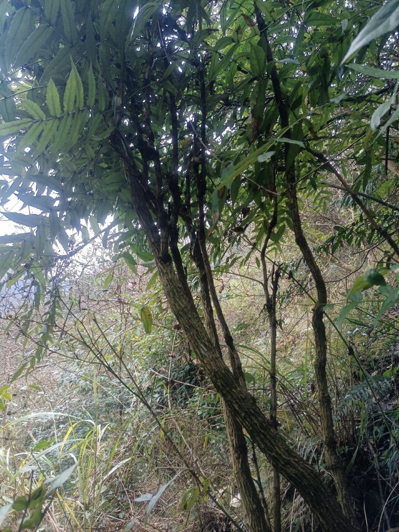 贵州野生十大功劳