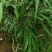 贵州野生十大功劳
