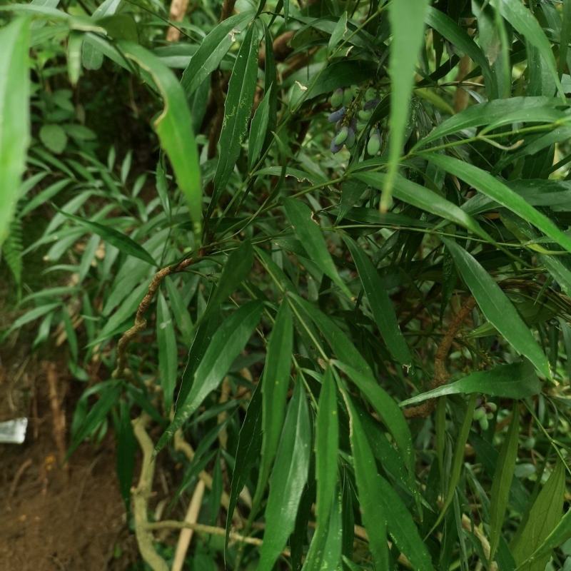 贵州野生十大功劳