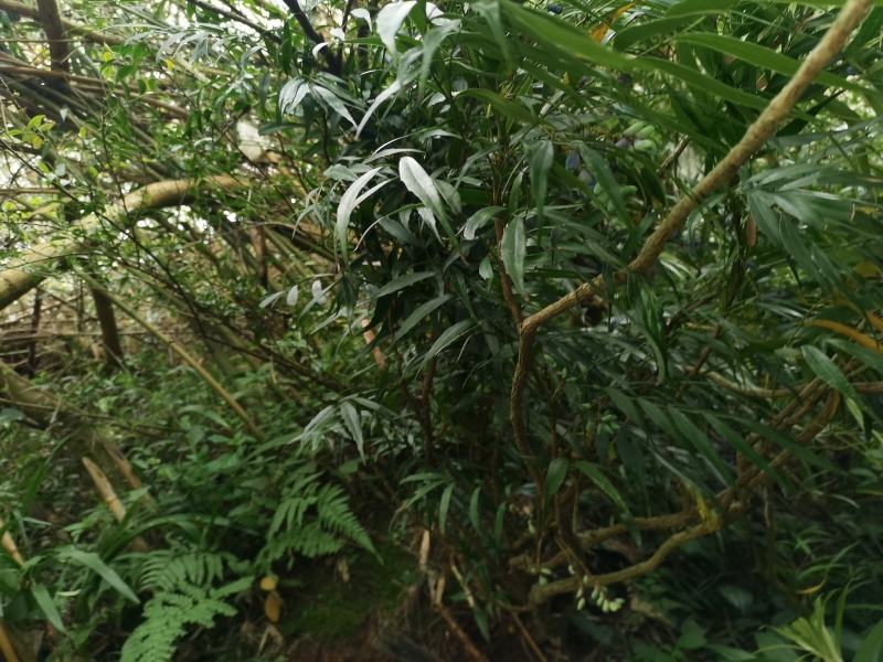贵州野生十大功劳