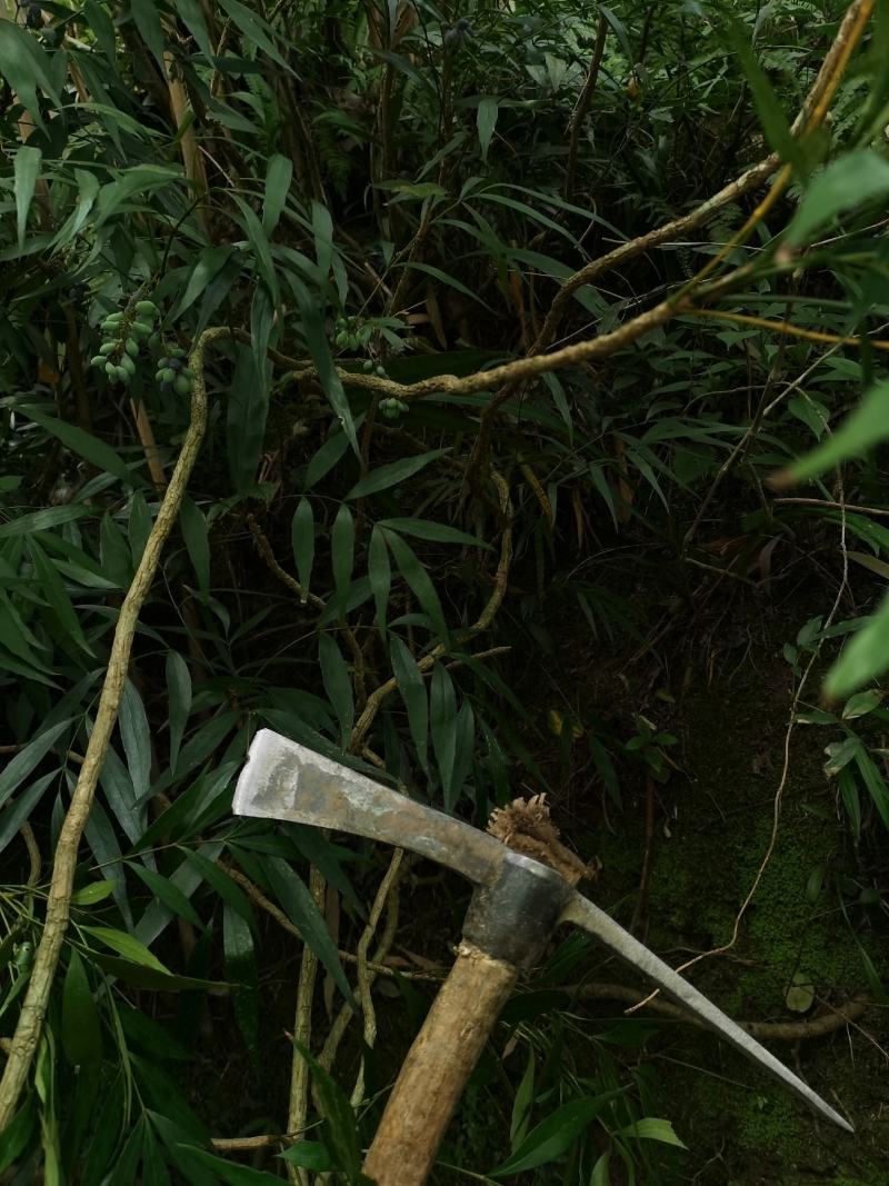 贵州野生十大功劳