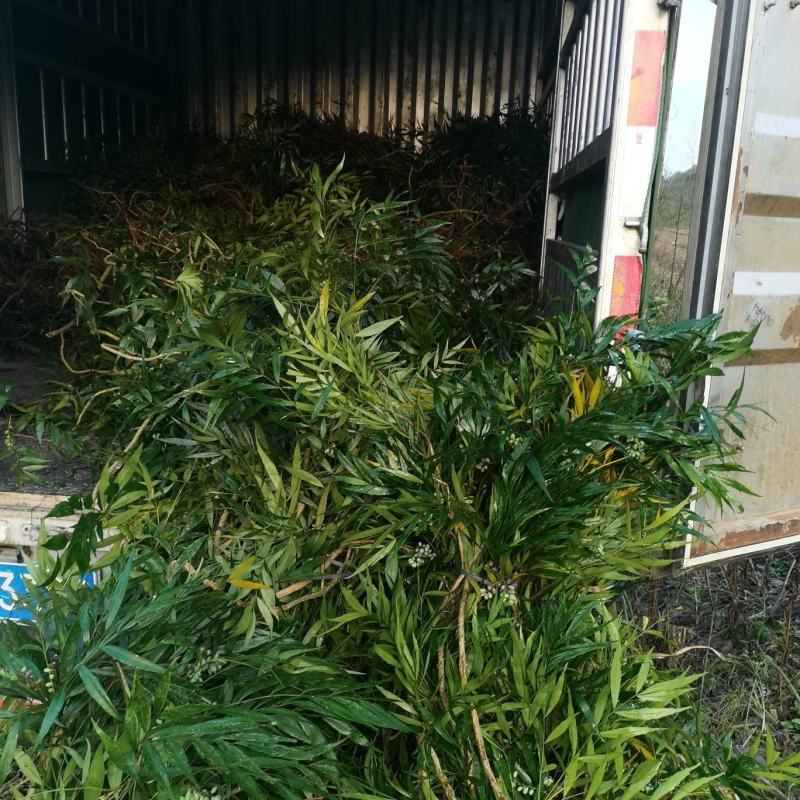 贵州野生十大功劳