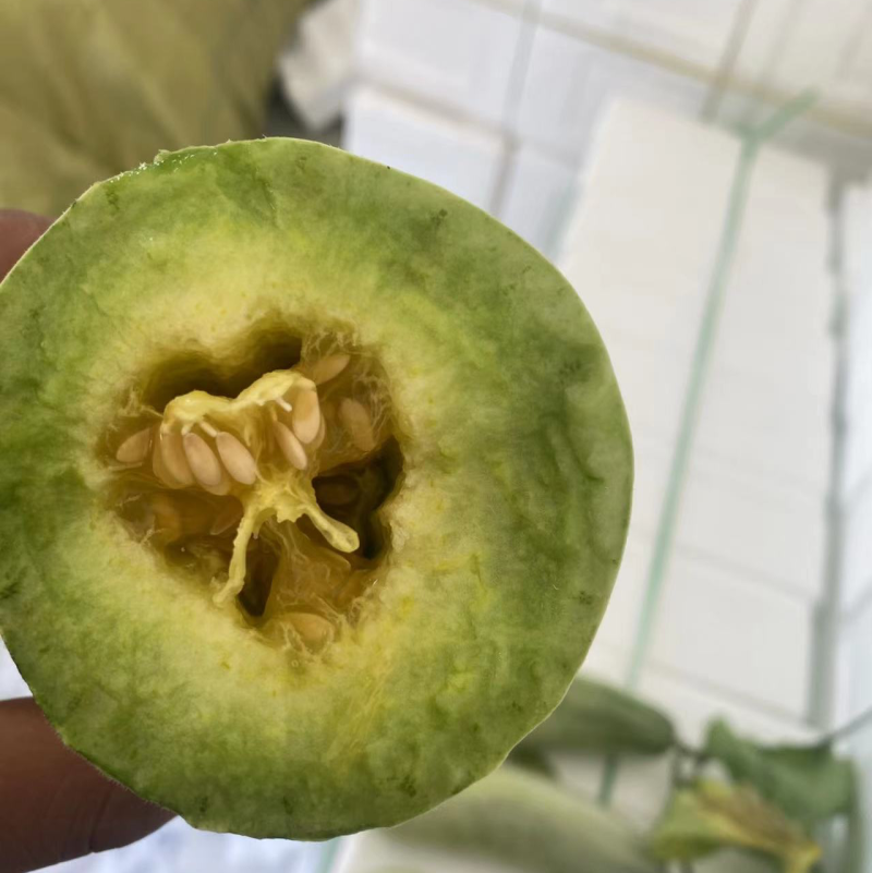 羊角蜜博洋蜜瓜全部天瓜大量上市有现货欢迎