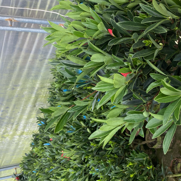 四季杜鹃茶花永福基地直销一件发货全国物流