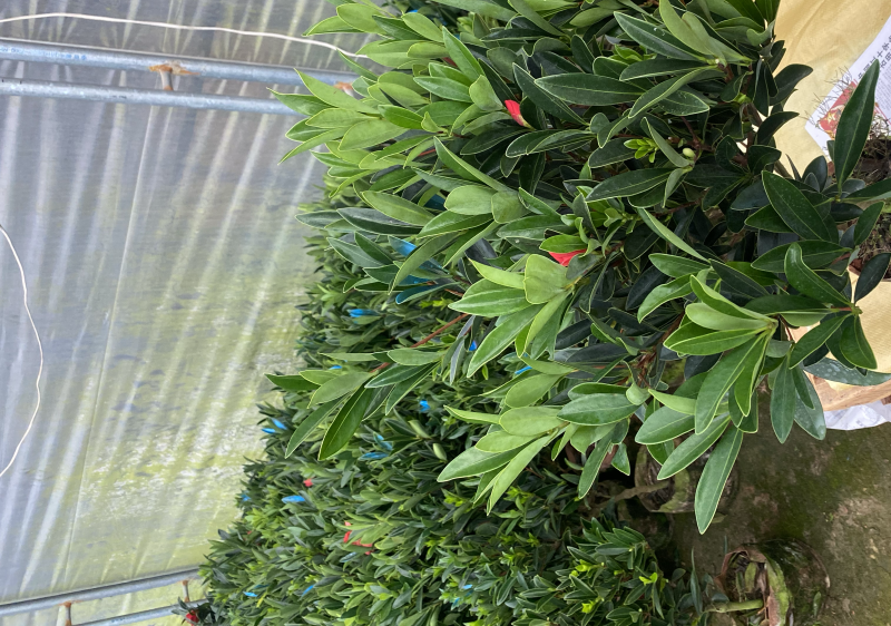 四季杜鹃茶花永福基地直销一件发货全国物流