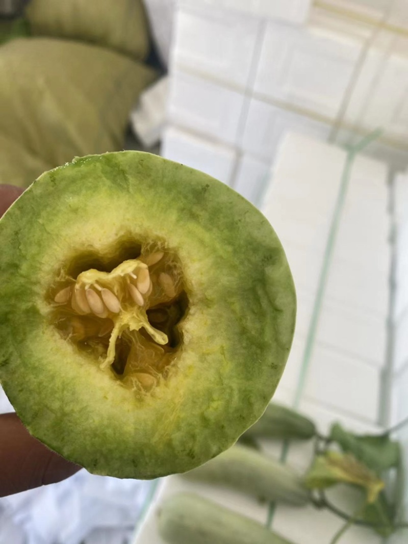 羊角蜜博洋蜜瓜全部天瓜大量上市有现货欢迎