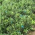 四季杜鹃茶花永福基地直销一件发货全国物流
