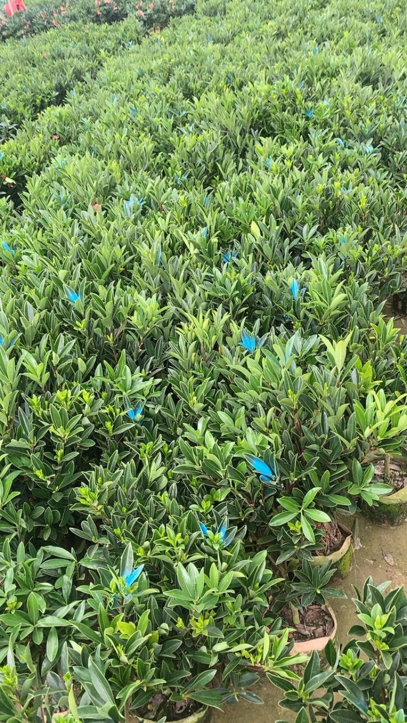 四季杜鹃茶花永福基地直销一件发货全国物流