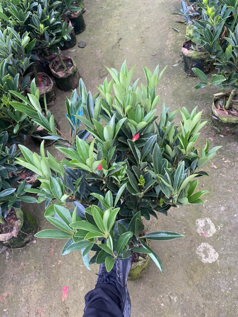 四季杜鹃茶花永福基地直销一件发货全国物流