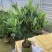 四季杜鹃茶花永福基地直销一件发货全国物流