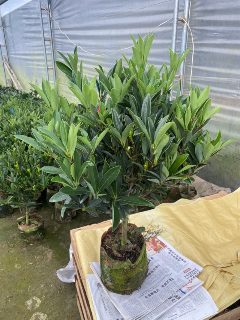 四季杜鹃茶花永福基地直销一件发货全国物流