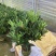 四季杜鹃茶花永福基地直销一件发货全国物流