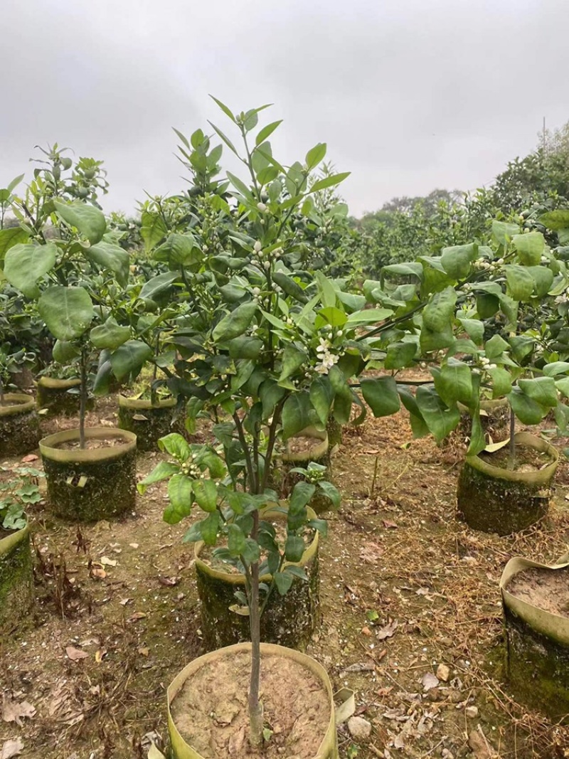 无核沃柑苗，美植袋苗