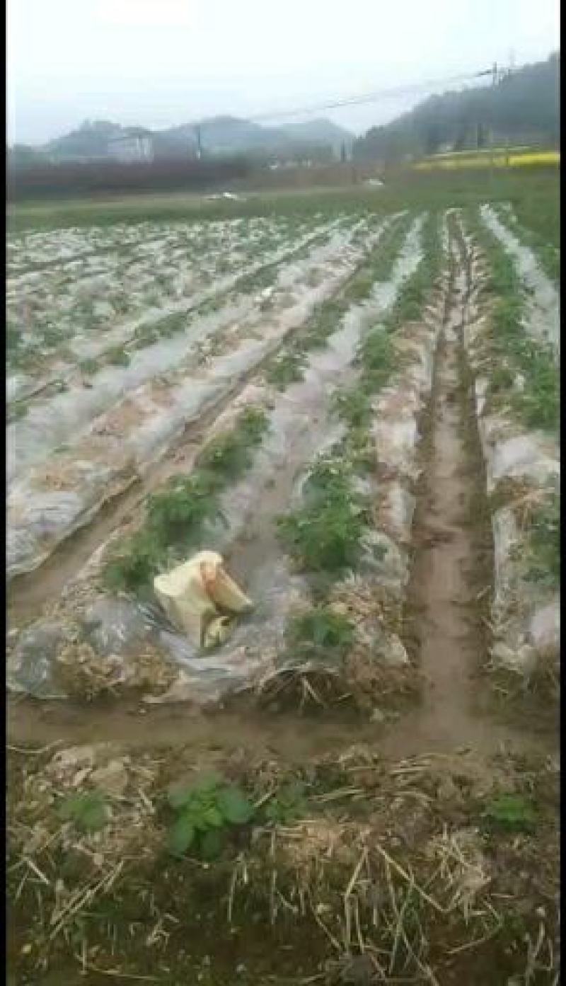 黄心大土豆