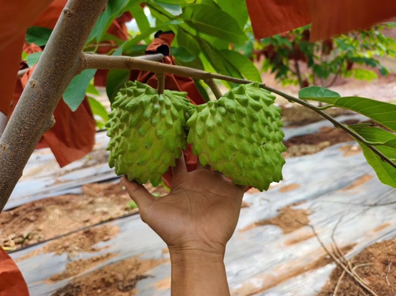 台湾凤梨释迦美植袋苗，