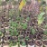 台湾凤梨释迦美植袋苗，