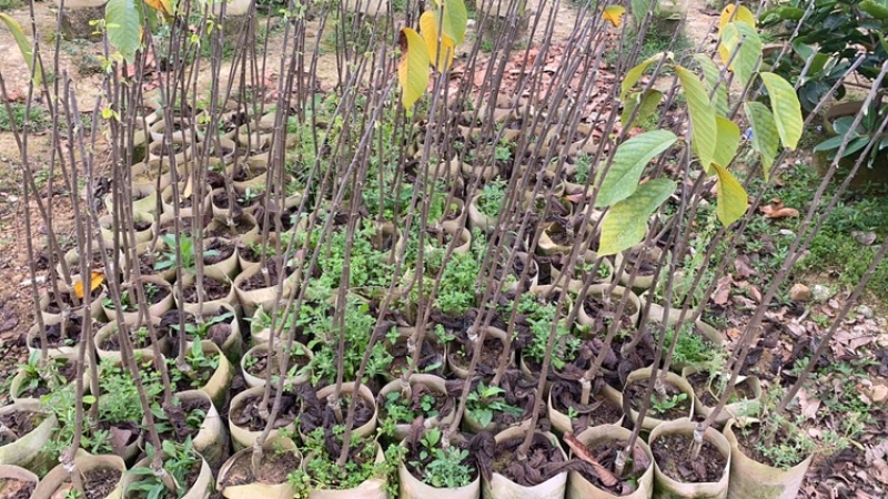 台湾凤梨释迦美植袋苗，