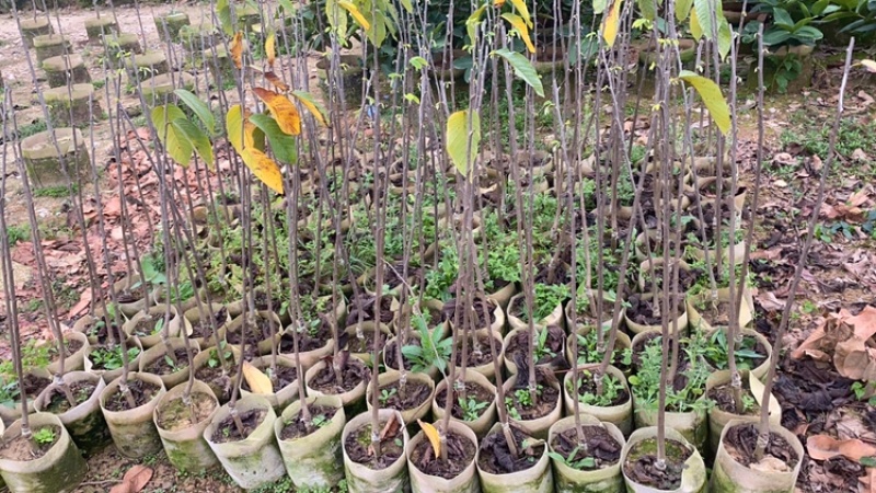台湾凤梨释迦美植袋苗，