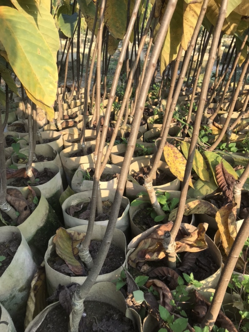 台湾凤梨释迦美植袋苗，