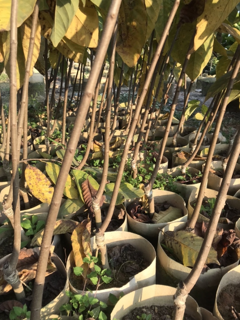 台湾凤梨释迦美植袋苗，