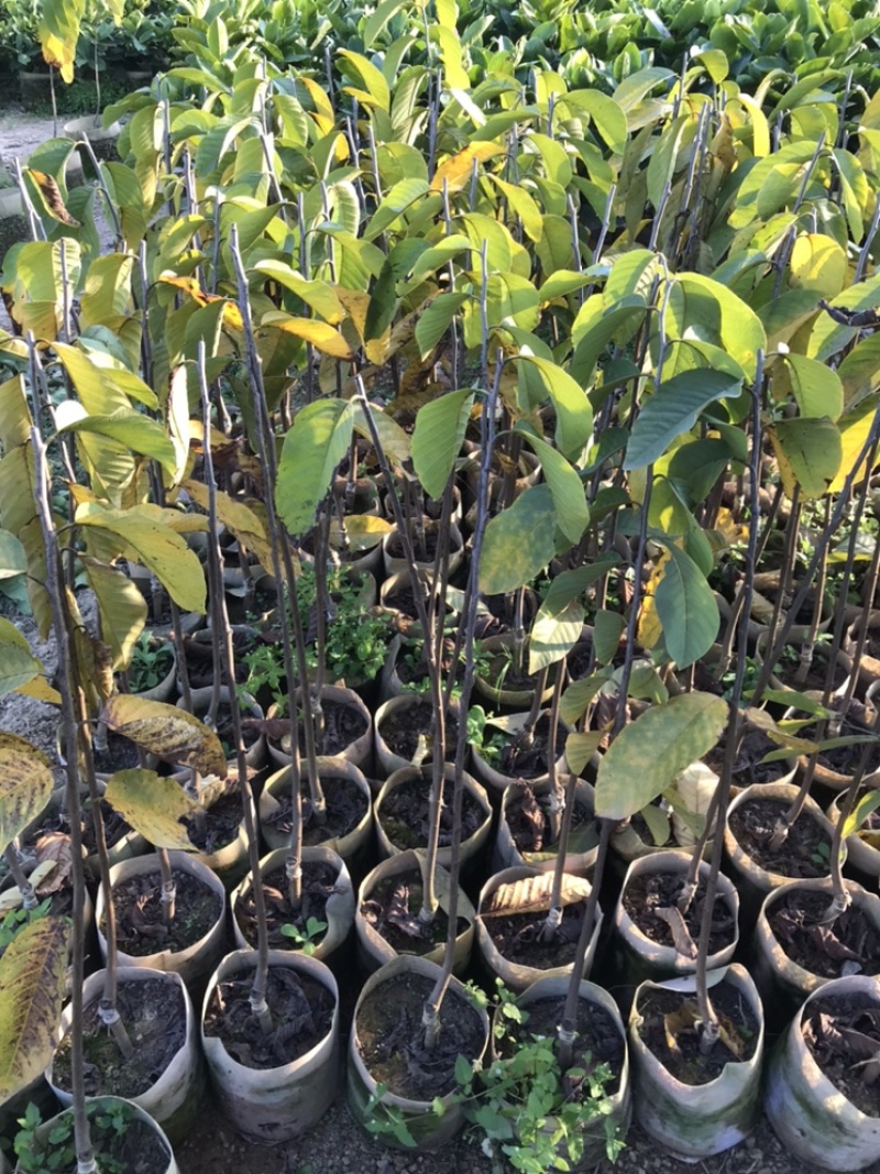 台湾凤梨释迦美植袋苗，