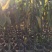 台湾凤梨释迦美植袋苗，