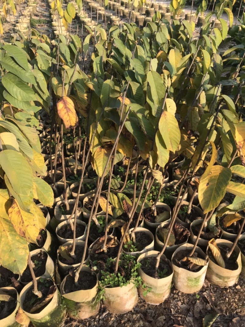台湾凤梨释迦美植袋苗，
