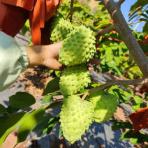 台湾凤梨释迦美植袋苗，