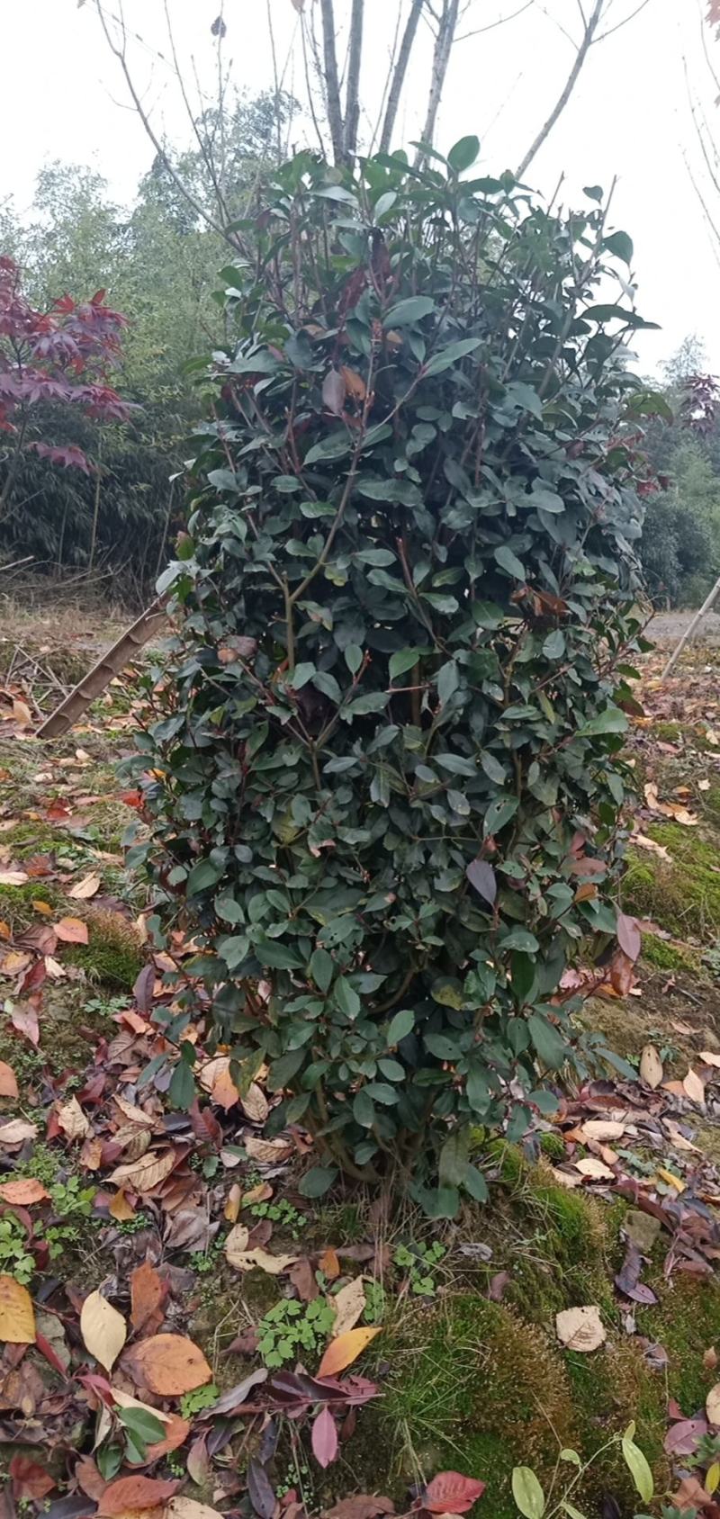 红叶石楠柱，规格大小齐全，基地批发，量大从优。