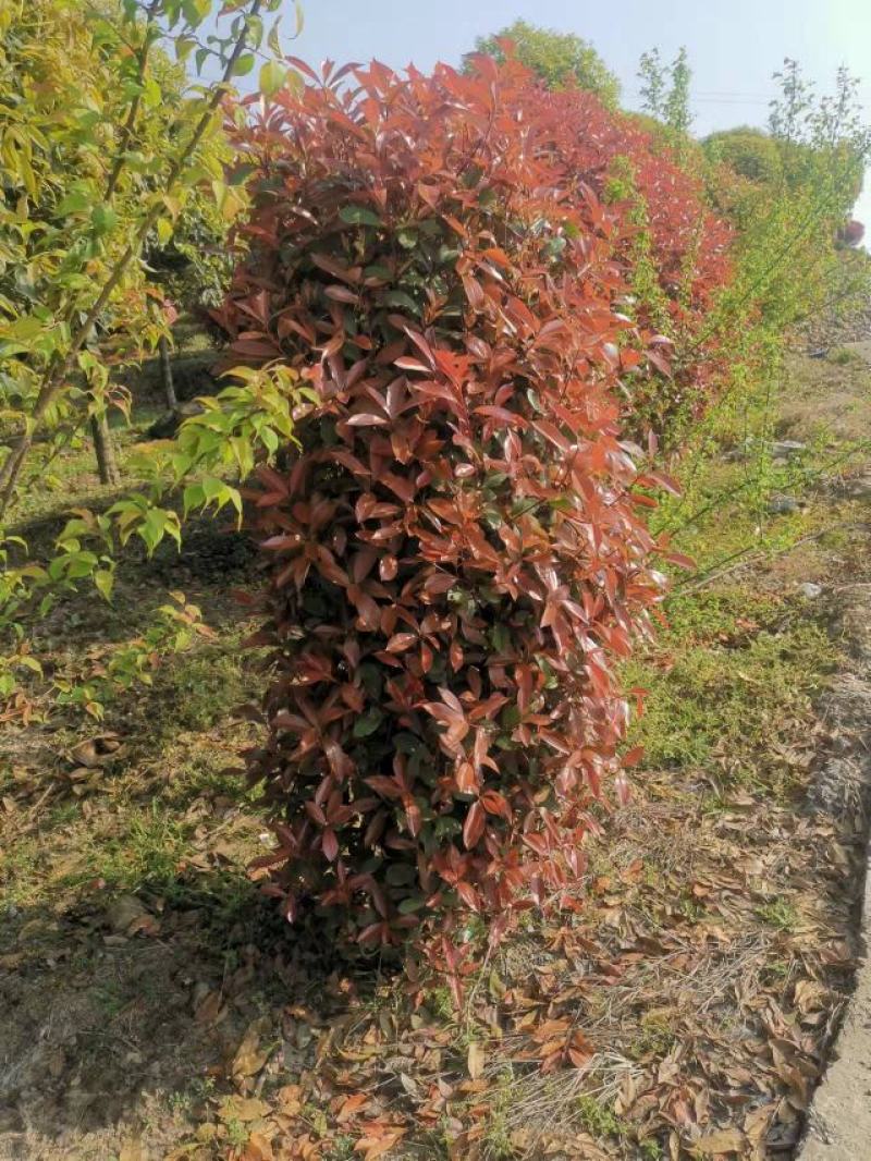 红叶石楠柱，规格大小齐全，基地批发，量大从优。