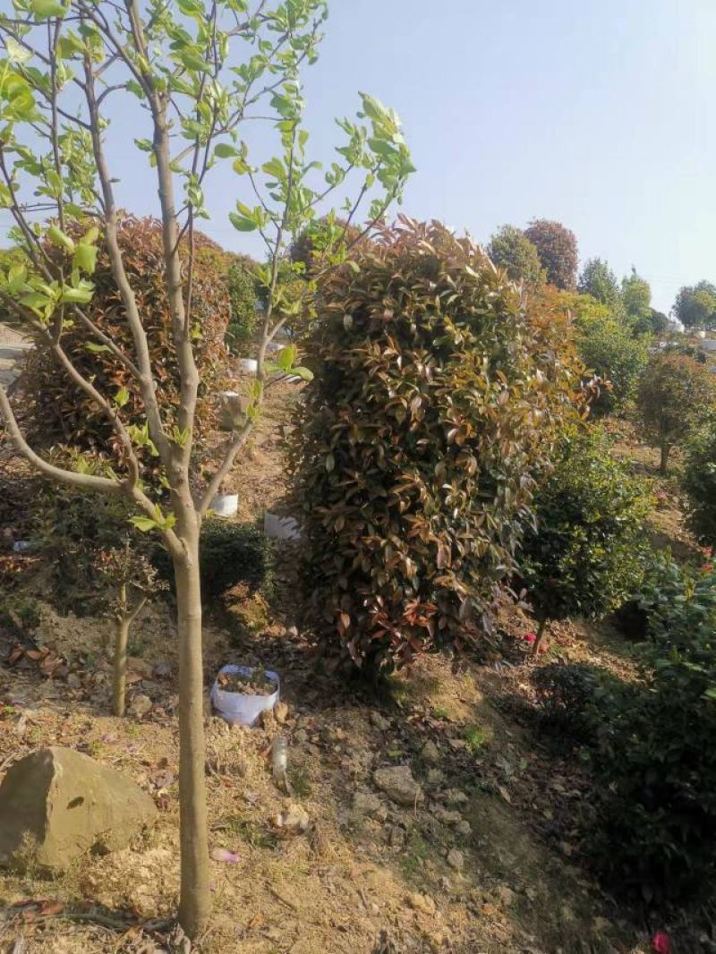 红叶石楠柱，规格大小齐全，基地批发，量大从优。