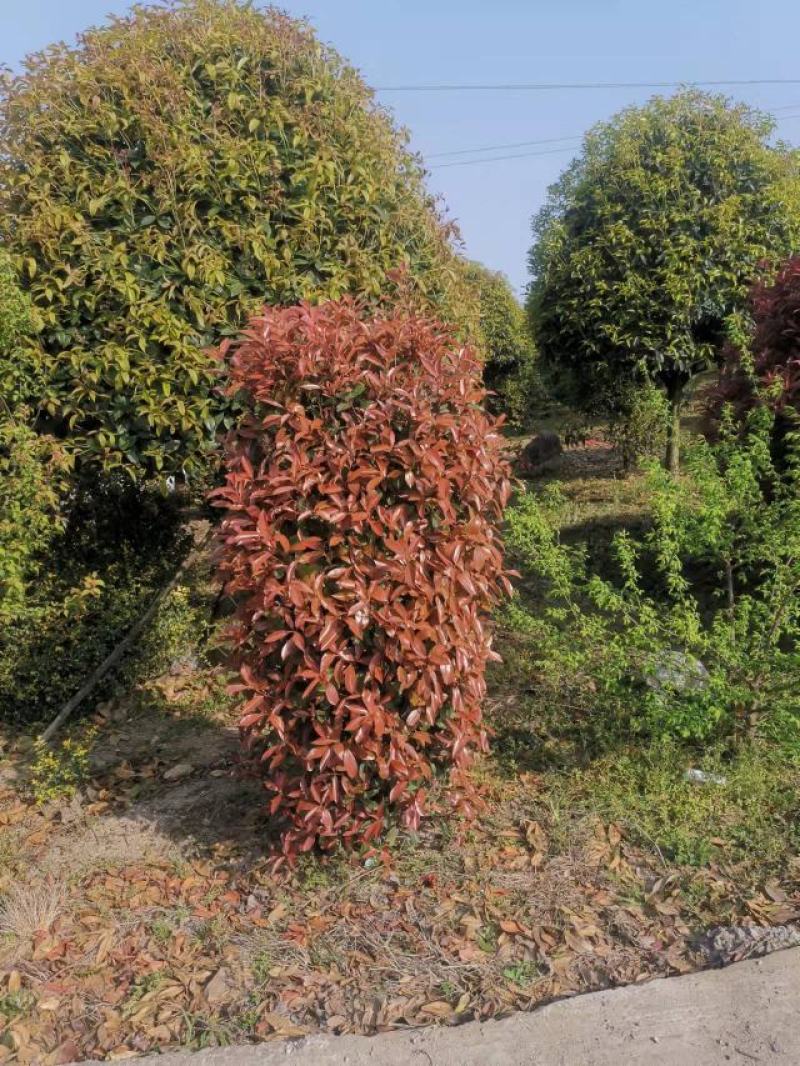 红叶石楠柱，规格大小齐全，基地批发，量大从优。